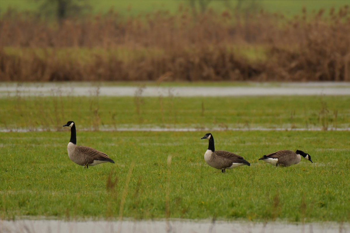 NF_DSC_6012.jpg