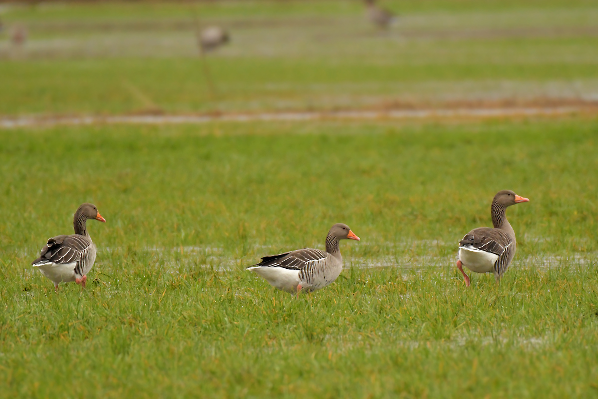 NF_DSC_6025.jpg