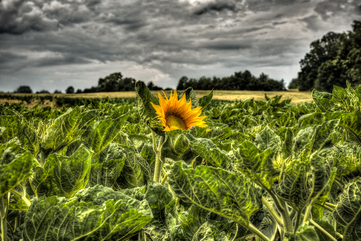 NF_DSC_6043_tonemapped.jpg