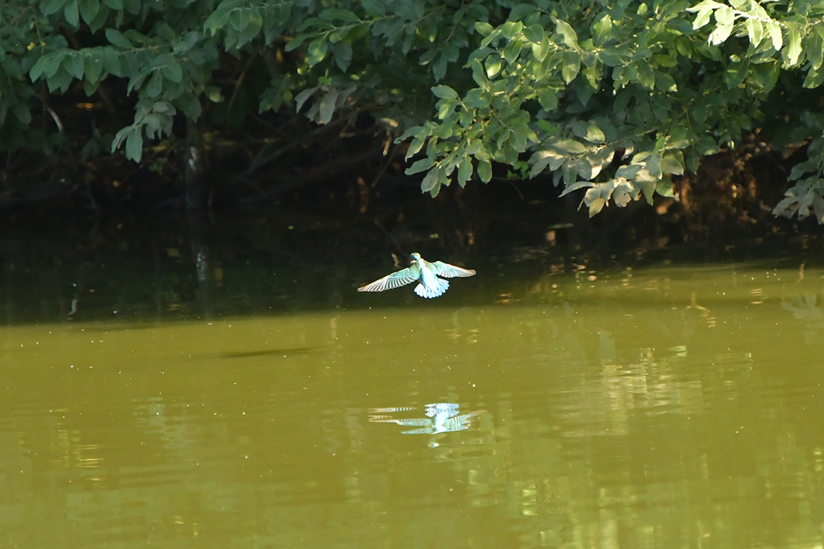 NF_Eisvogel_DSC_2970.jpg