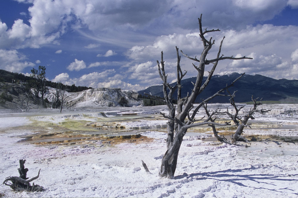 NFF 003 YELLOWSTONE    MAMMOTH HOT SPRINGS