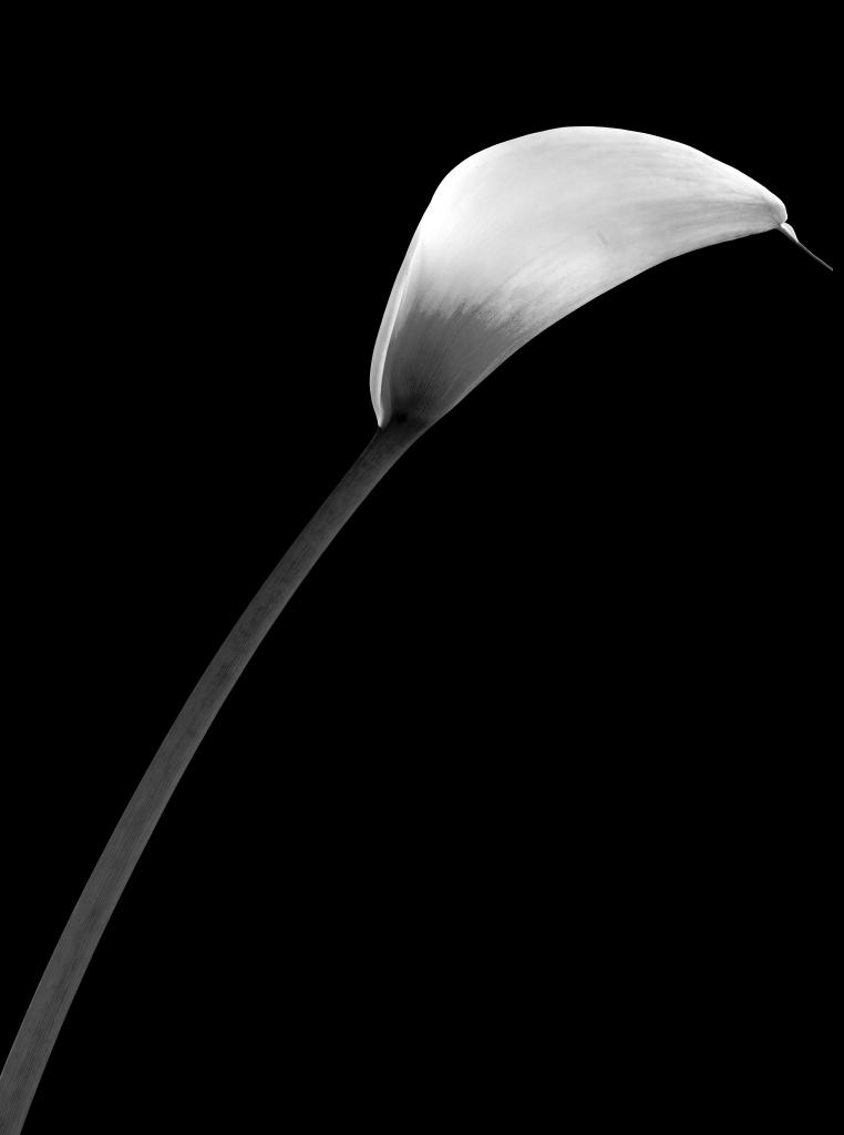 NFF Blume  4