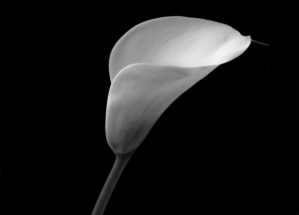 NFF Blume  6