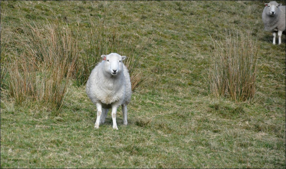 NFF Cymru 46