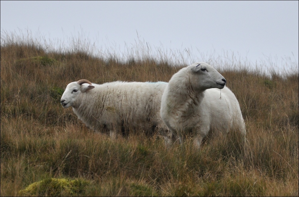 NFF Cymru 55