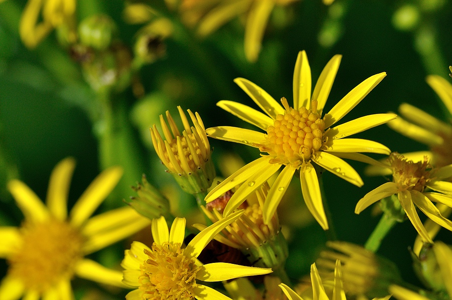 NFF Gelb in Gelb Blumen