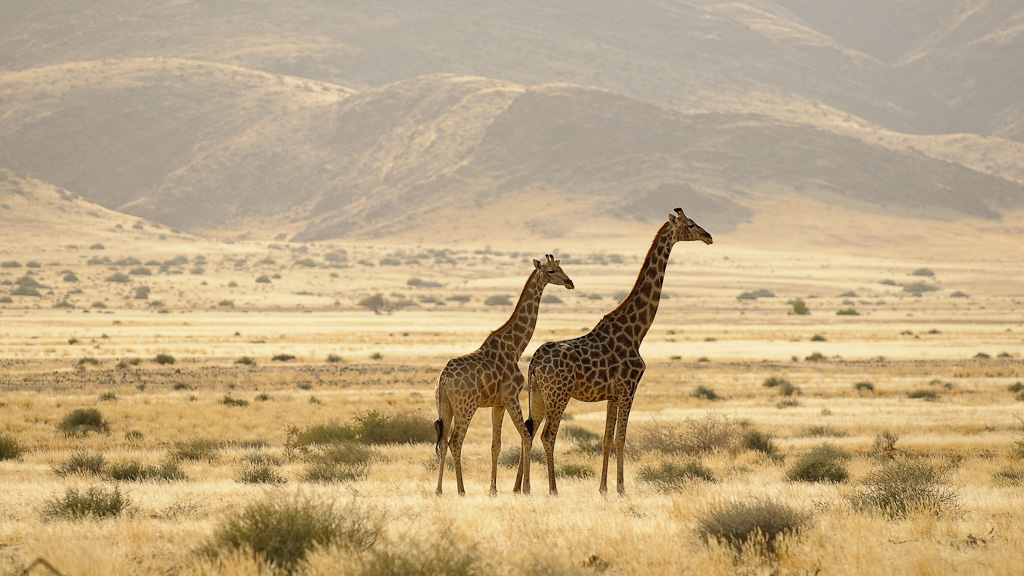 NFF Giraffe01