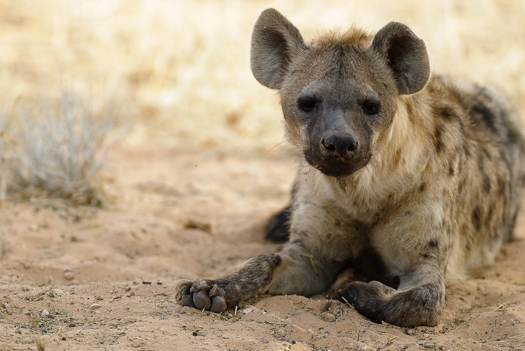 NFF Hyaena01