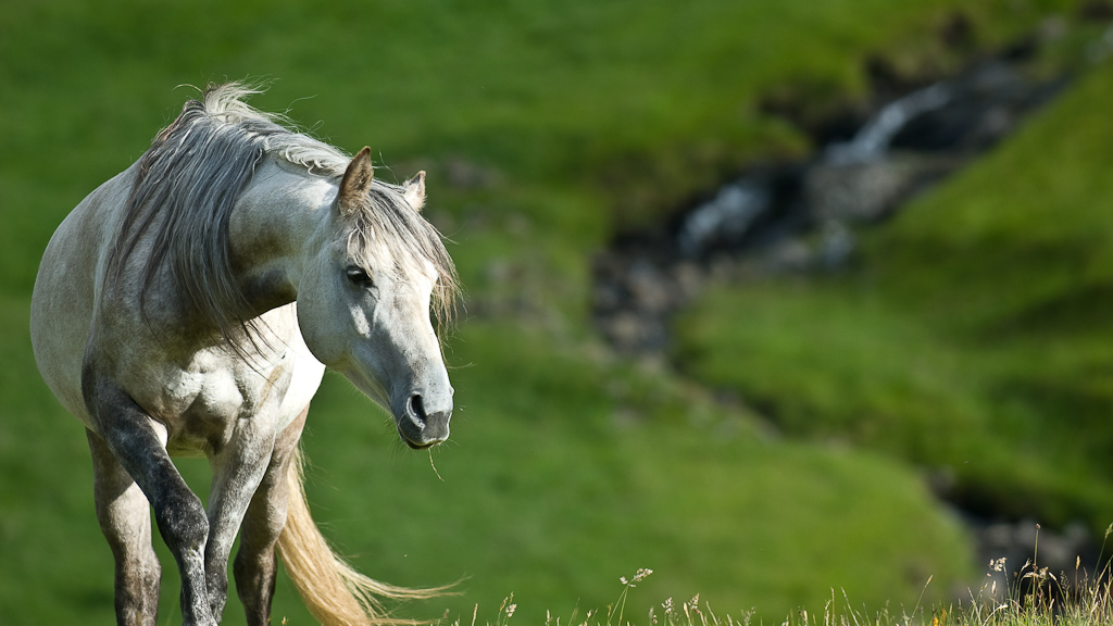 NFF Pferd 01
