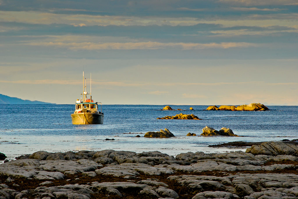 NFF Whalewatching 280