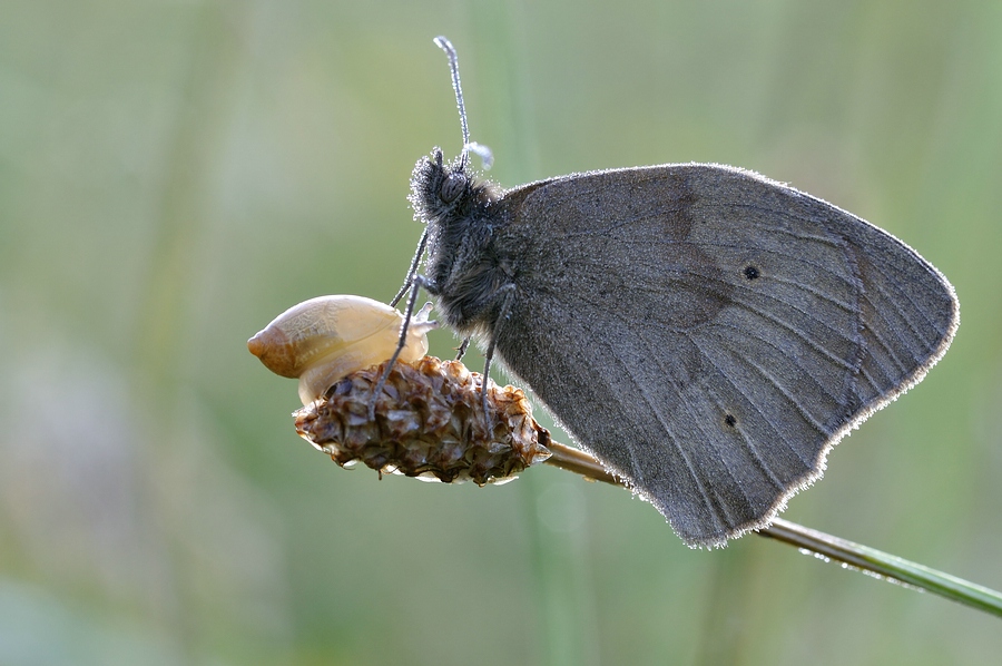 NFF Wiese II