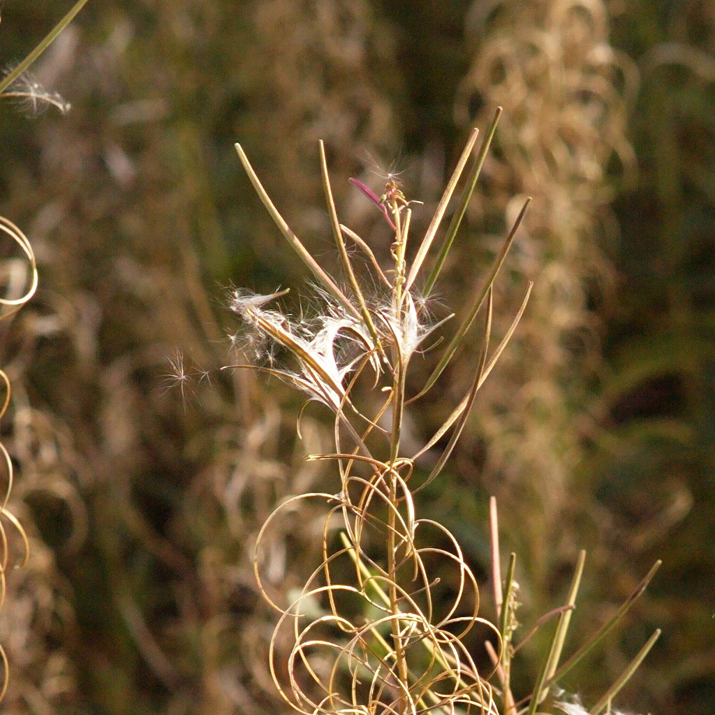 NFFcomp Nikon 135E Pluemelein FX Crop