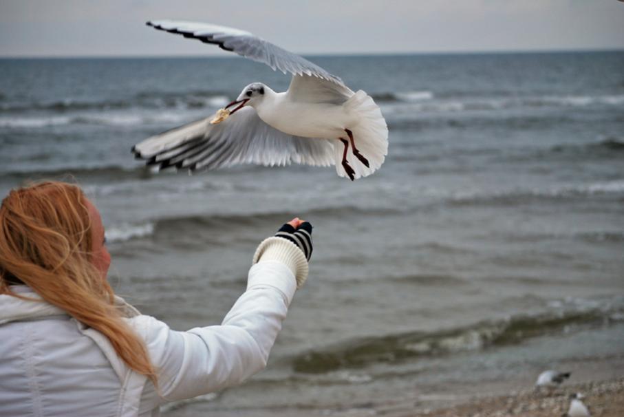 nicole und möwe