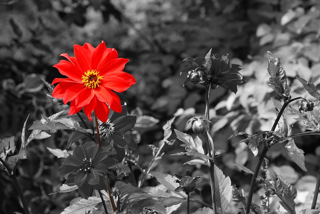 NICONBlume sw