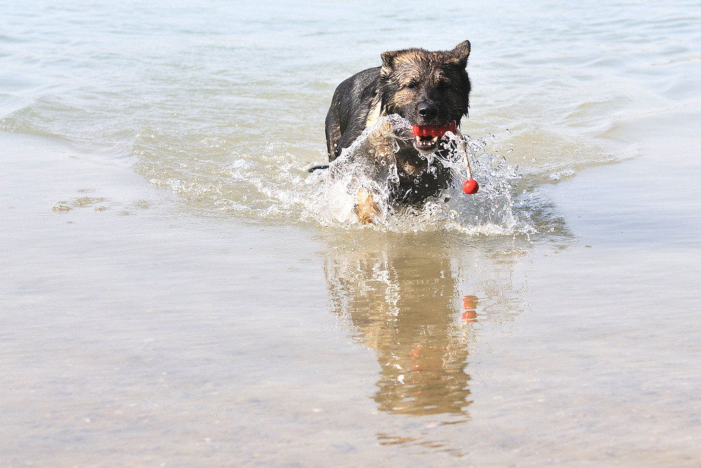 Nigel beim Baden und Spielen im Epplesee.