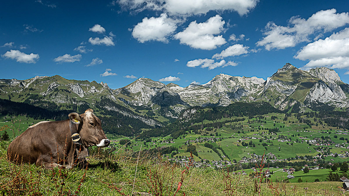 NIK_0554.jpg