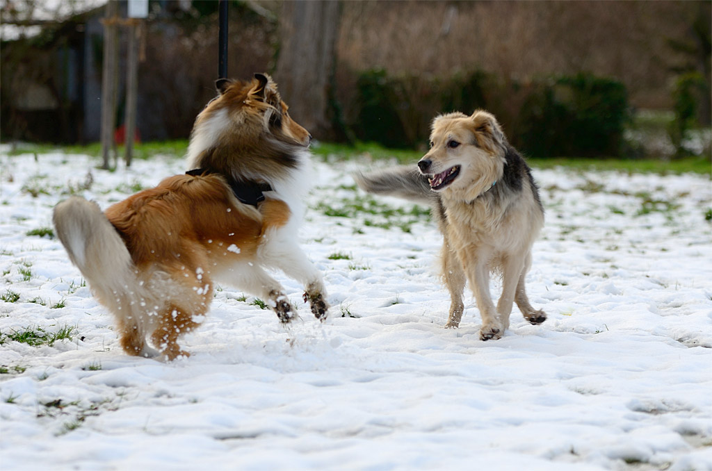 Nikita und Collie