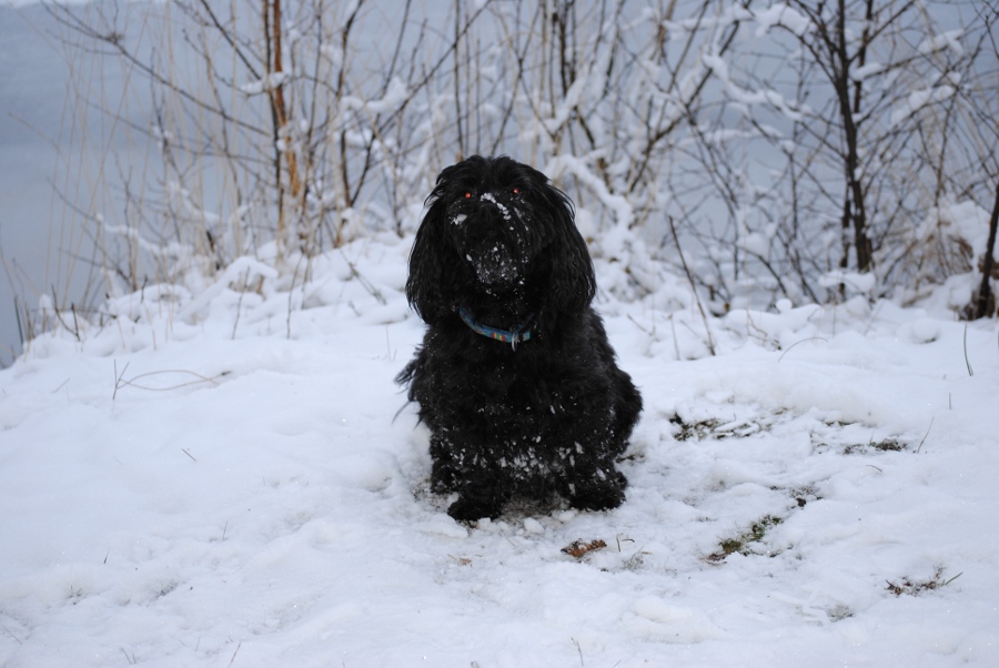 Nikki im Schnee 2