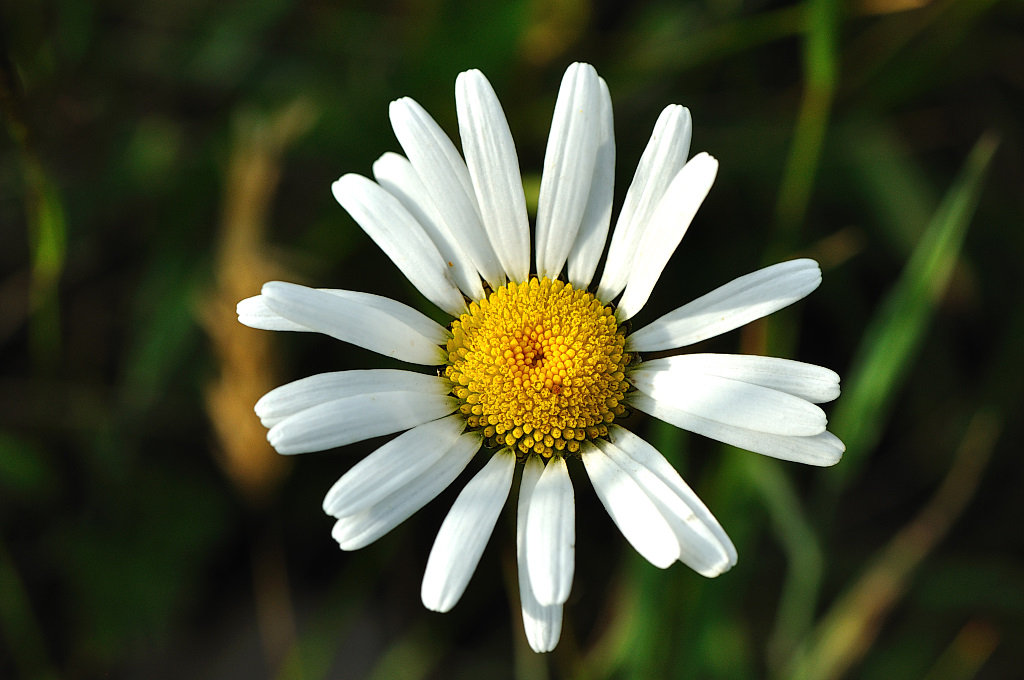 Nikkor 105mm 1.8g micro, D90
