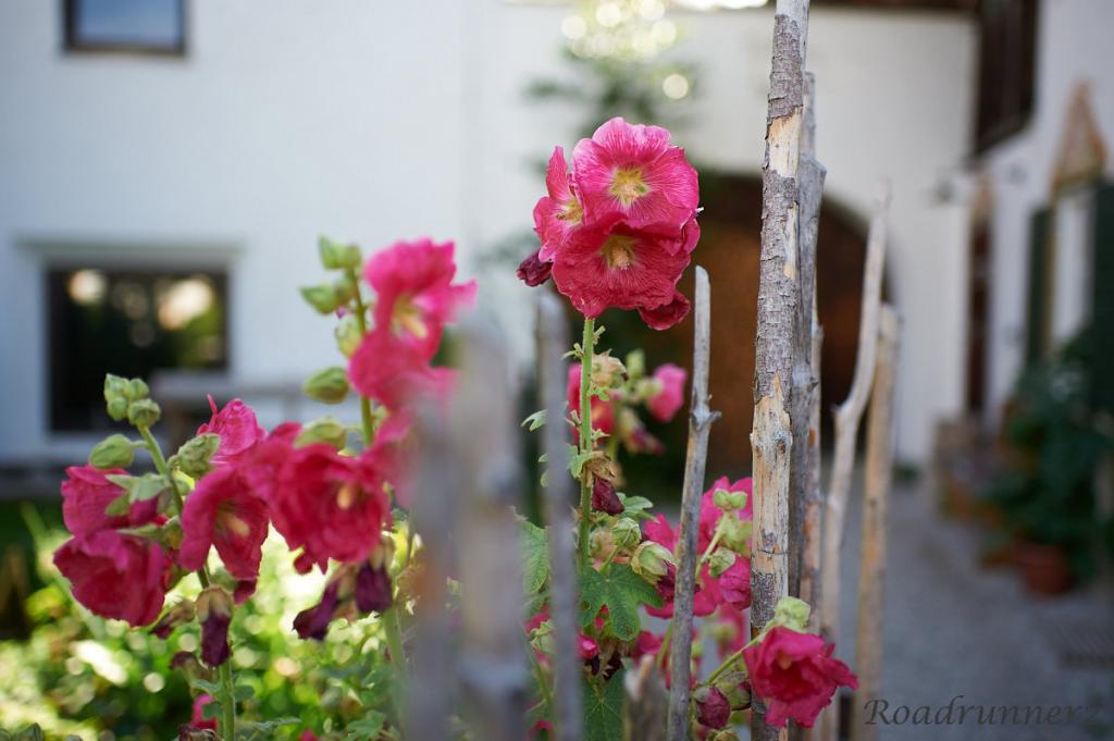 Nikkor 35mm