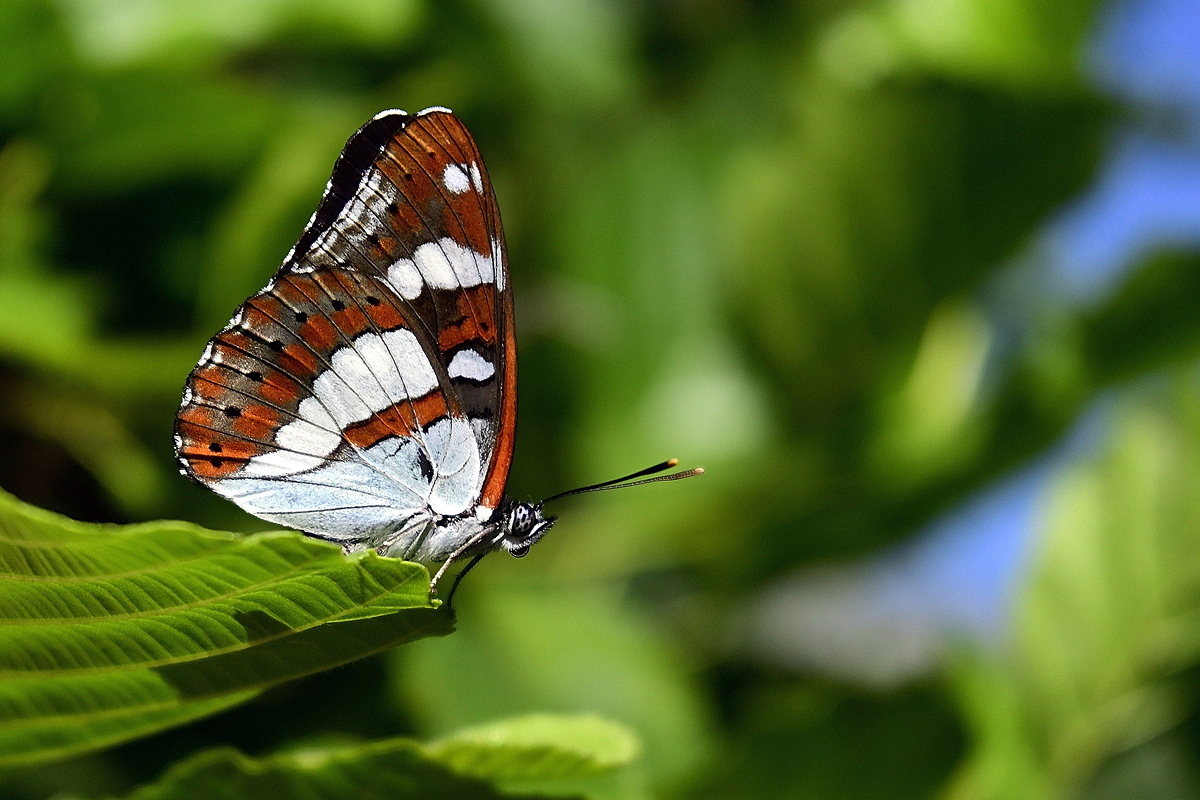 Nikkor DX Z 16-50mm VR - Ma_01.JPG