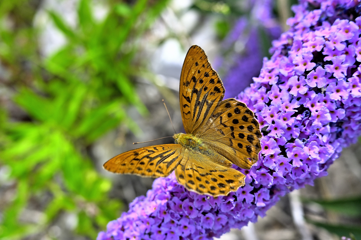 Nikkor DX Z 24mm 1.7 - Ma_01.JPG