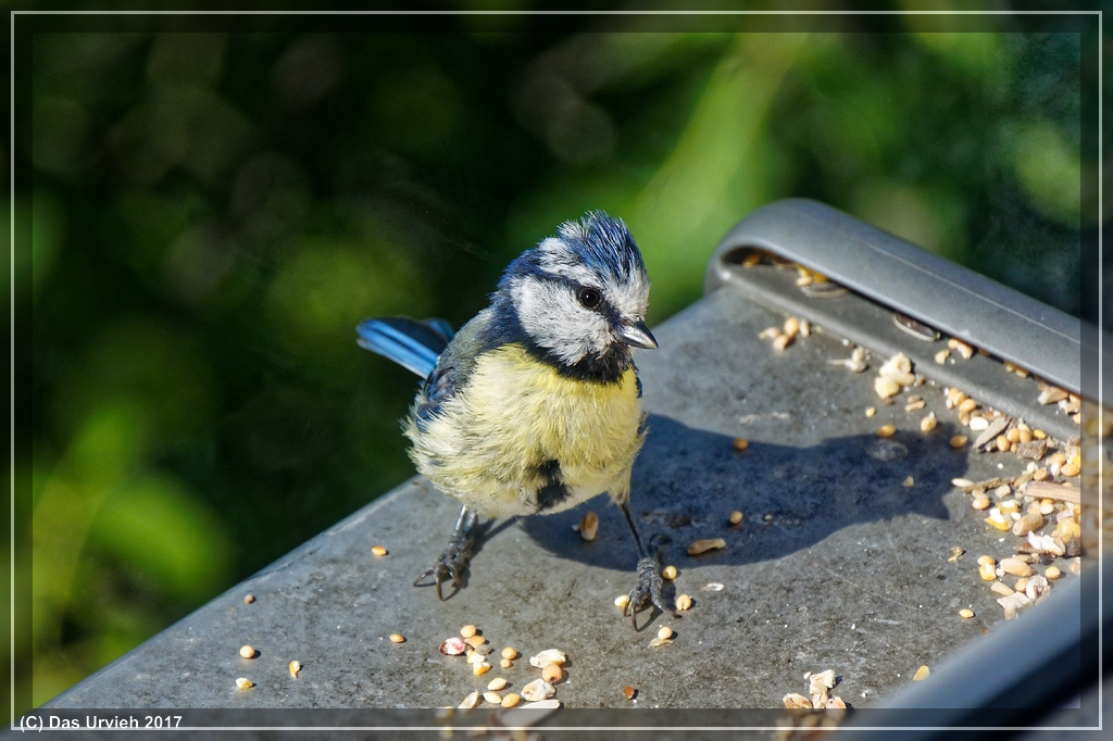 NIKON 1 J5, 10-100mm, ISO 200, 1/500s, f5.6, 100mm.