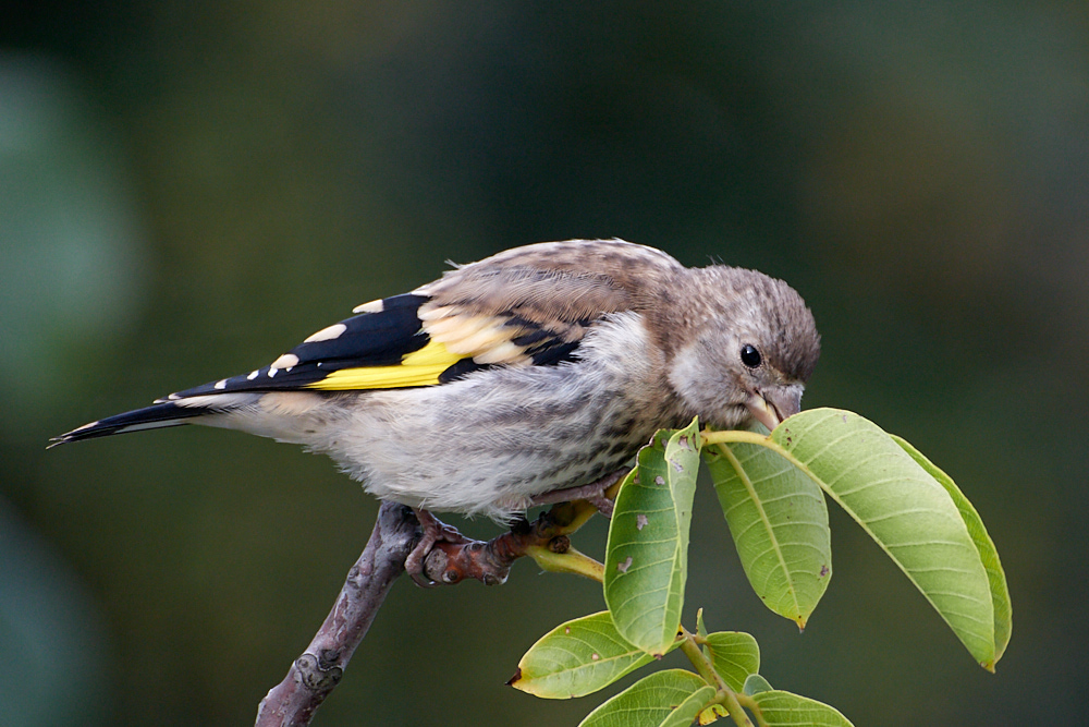 NIKON 1 J5, ISO 400, 1/250 s, f 5.6, 300 mm

Nebenbei: Was ist das denn für einer? Der ist neu hier auf dem Hof ...