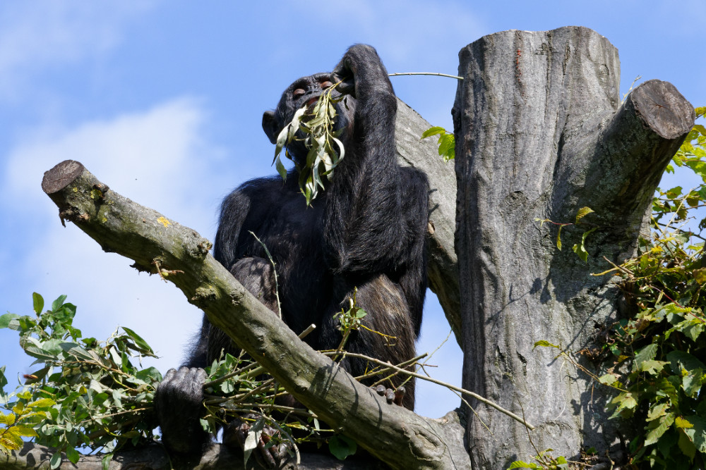 NIKON 1 J5, ISO 400, 1/500 s, f/8, 147 mm, DxO OP 11 Elite