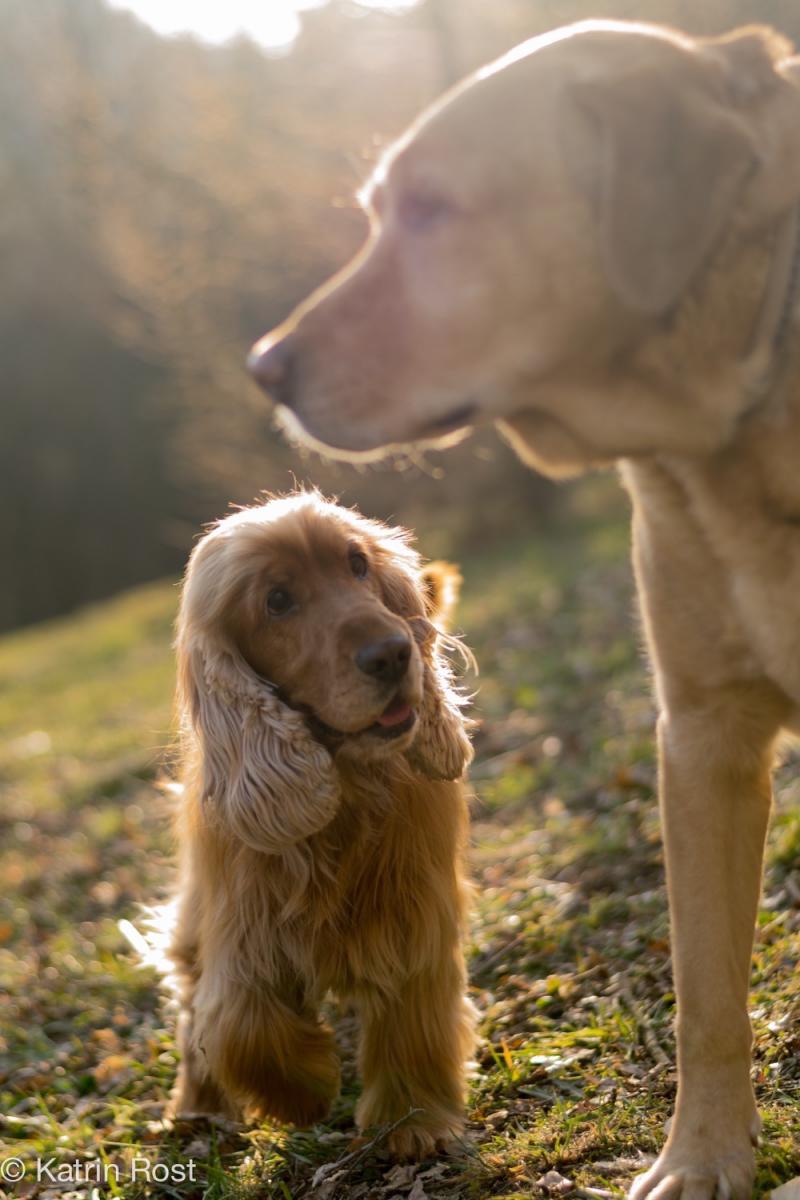 nikon  6