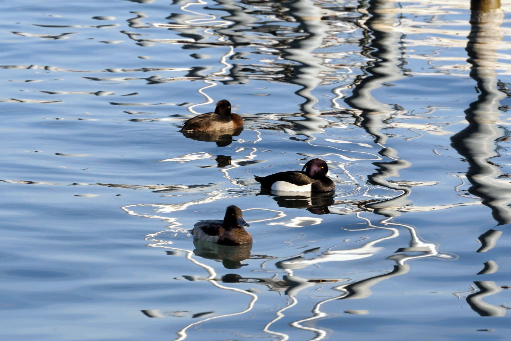 Nikon 70-200 2.8 VR2 195mm 1:10 1/640 ISO800
(Bearbeitet mit NX2)2003