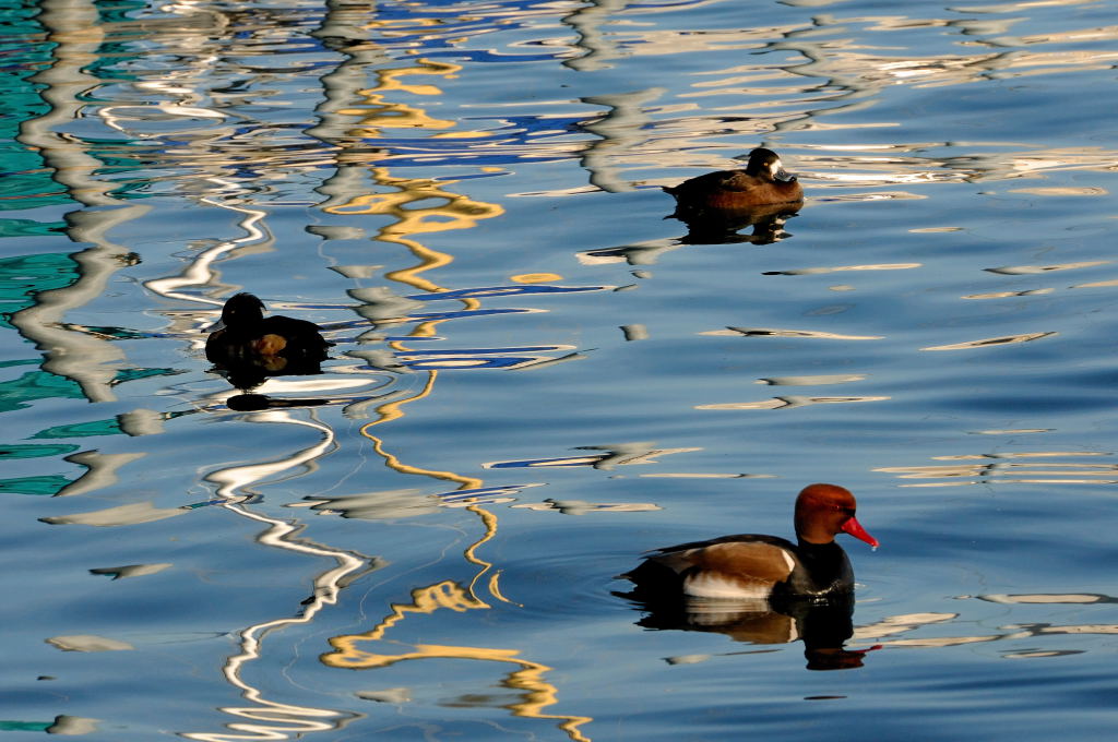 Nikon 70-200 2.8 VR2 200mm 1:11 1/800 ISO800
(Bearbeitet mit NX2)1996