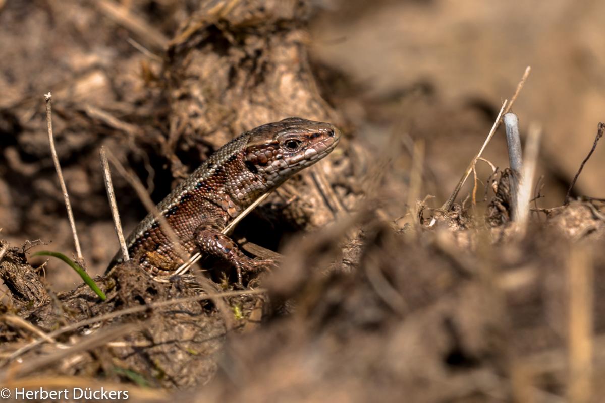 Nikon D 750 mit Sigma Makro 150 mm Exe in der Nähe von Mechernich im Wald aufgenommen