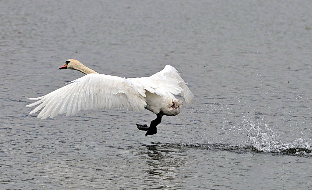 Nikon D300 AF-S 2,8 x 70-200 II mit TC 20 III, Bl 8, Iso 400