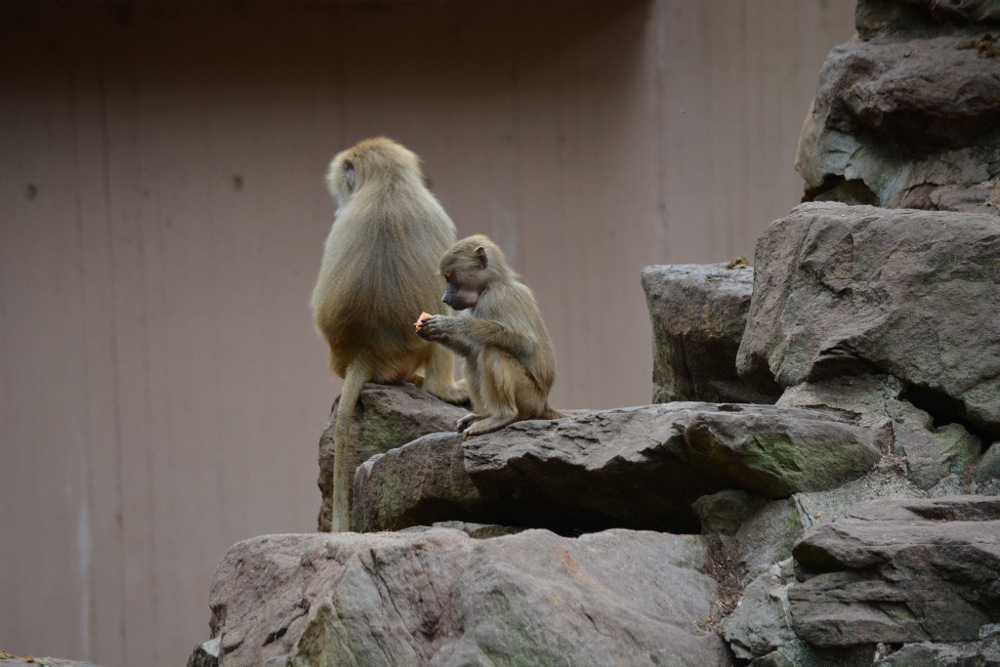 Nikon D5200 Bild Affe 1