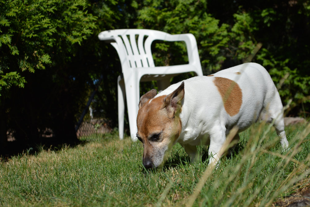 Nikon D5200 Buffy 1
