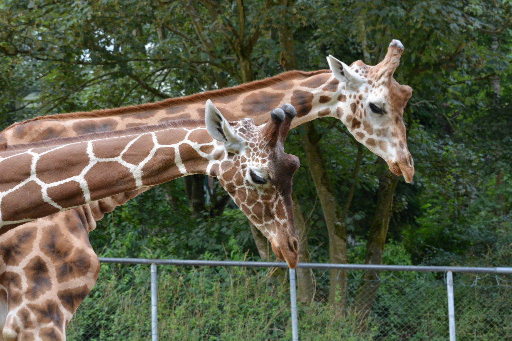 Nikon D5200 Giraffen 1