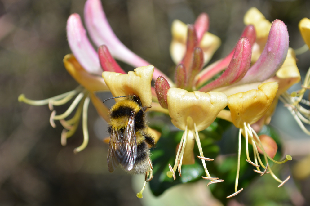 Nikon D5200 Hummel 1