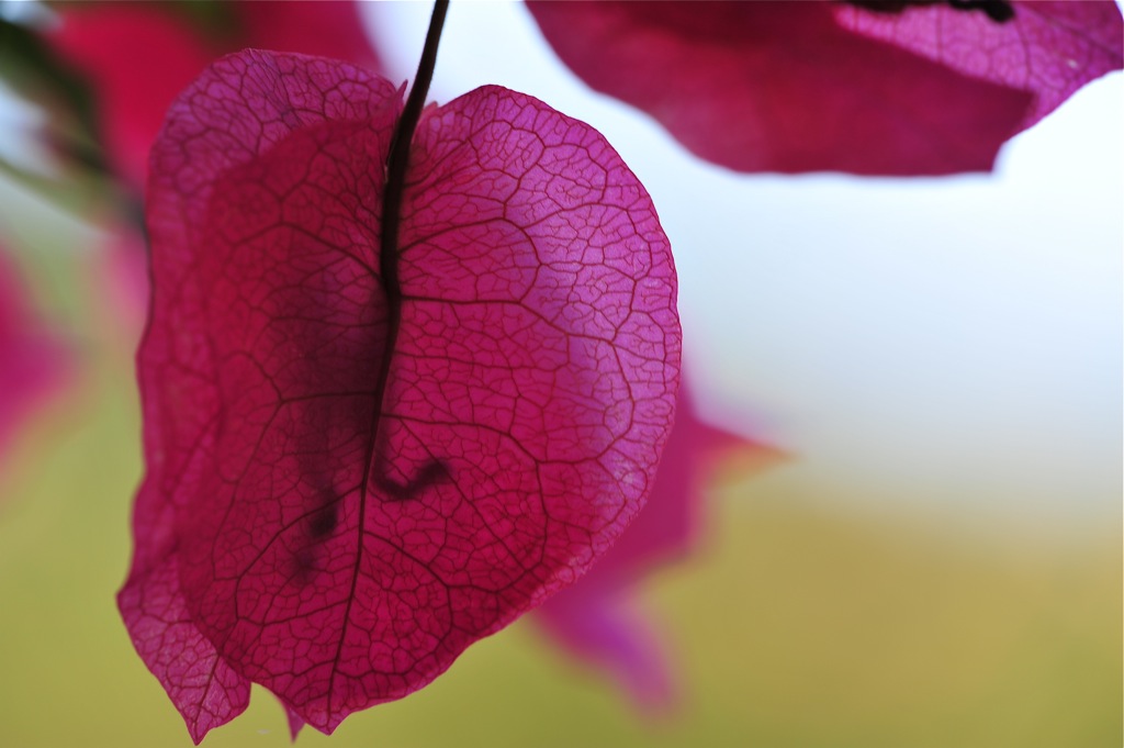 Nikon D700 mit Sigma 150mm f2.8 Makro @ 1/100 f5 ISO200 Hand