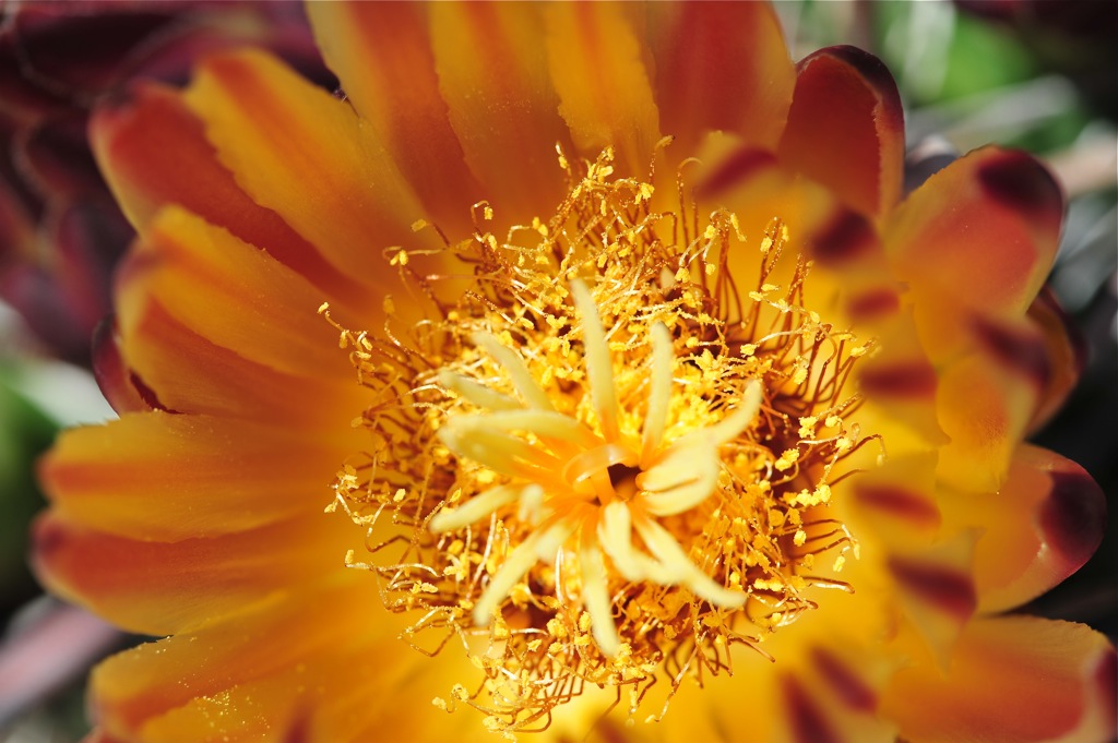 Nikon D700 mit Sigma 150mm f2.8 Makro @ 1/200 f7,1 ISO200 Hand
