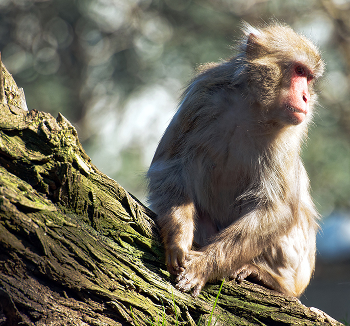 Nikon D800 mit Nikol 70-200