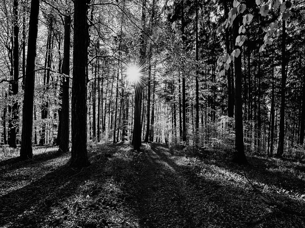 Nikon D800, Nikkor 14-12