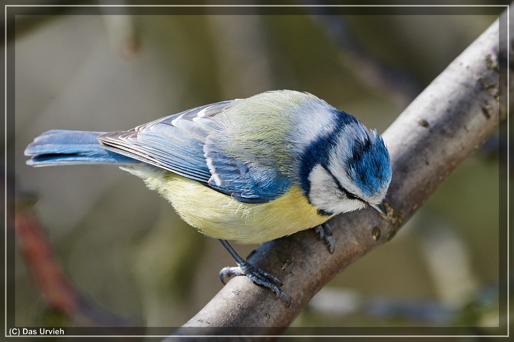 NIKON D810  ISO 640  1 640 s  f8  600 mm