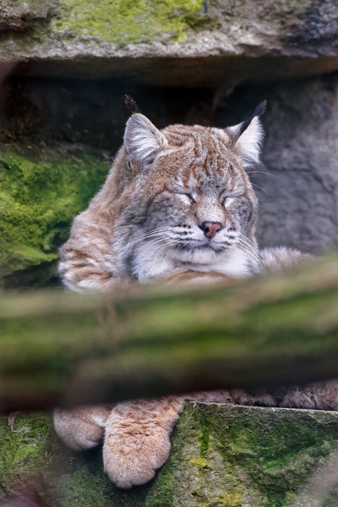 NIKON D810, ISO 9000, 1/800 s, f/6, 400 mm, DxO Optics Pro 11