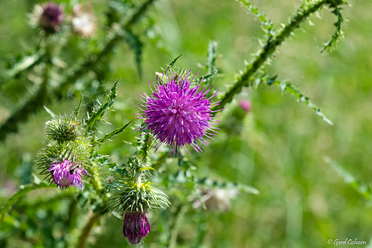 NIKON D850_2022_06_04_12_08_850_1434.jpg