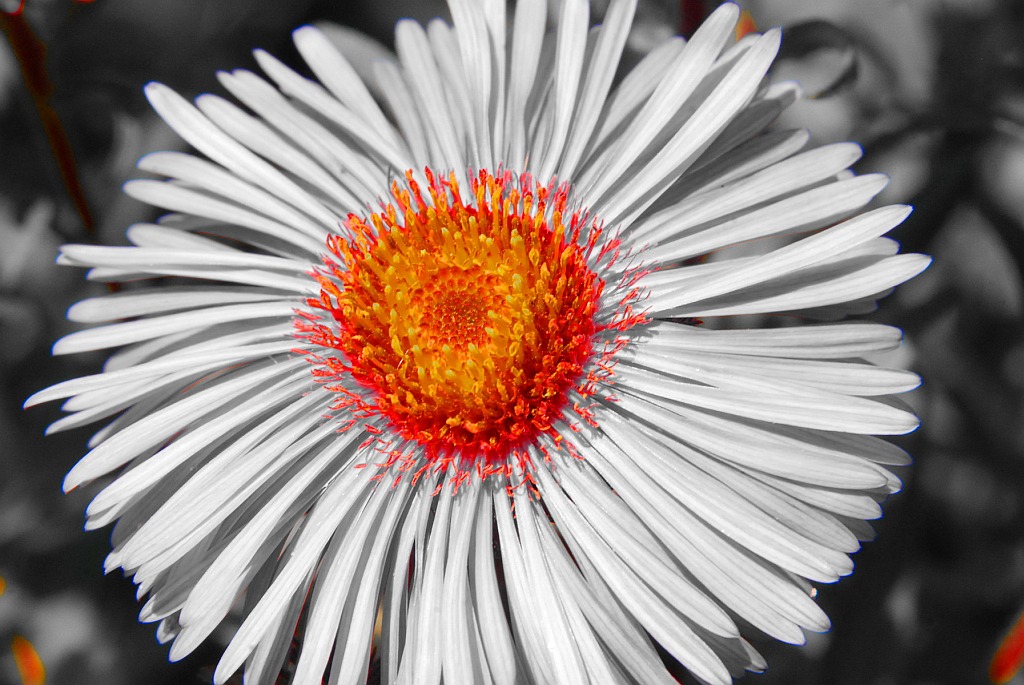 Nikon DSC 7638 1900 1200