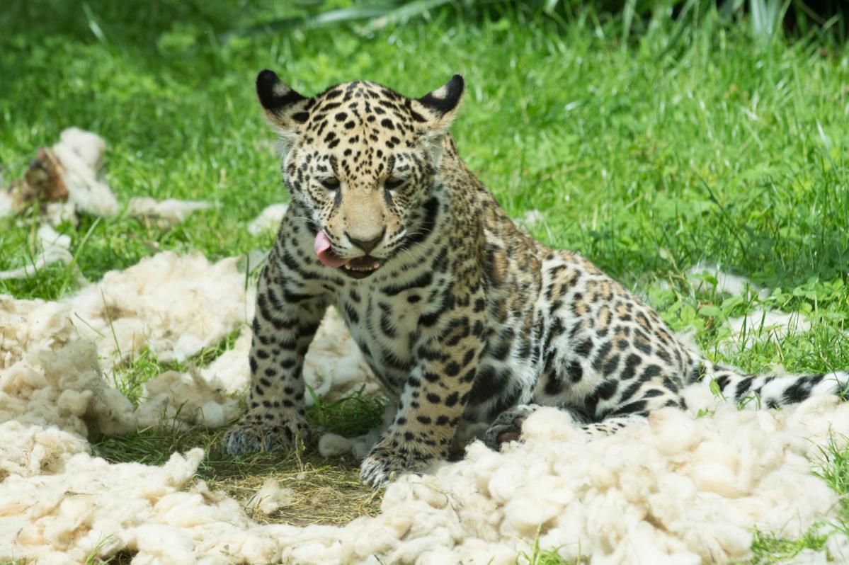 Nikon Form Jaguar (durch Sicherheitsglas fotografiert.)