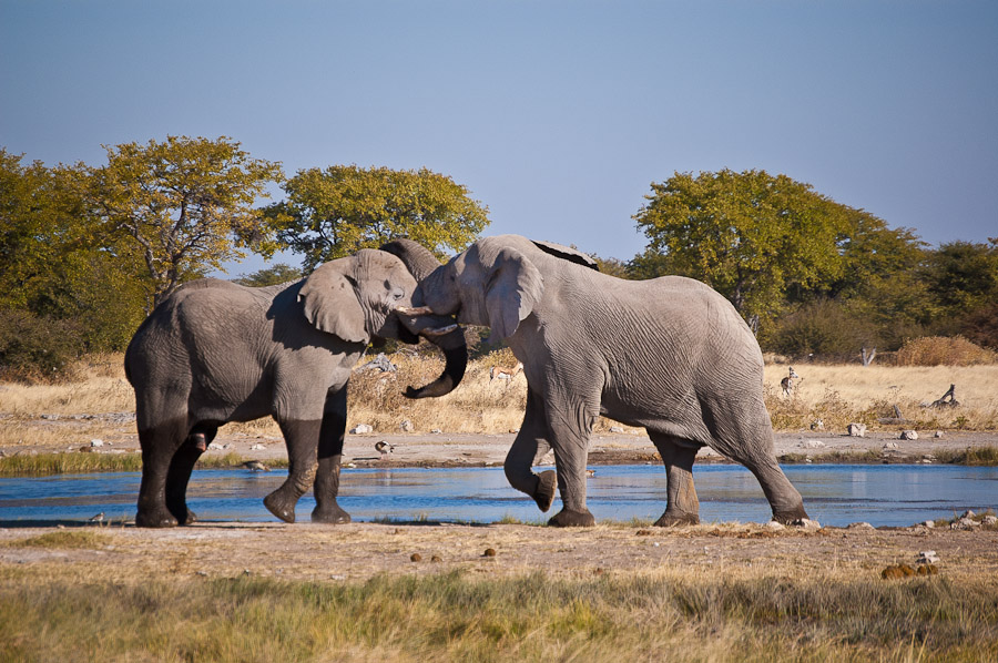 nikon Forum Elefant (1 von 1)