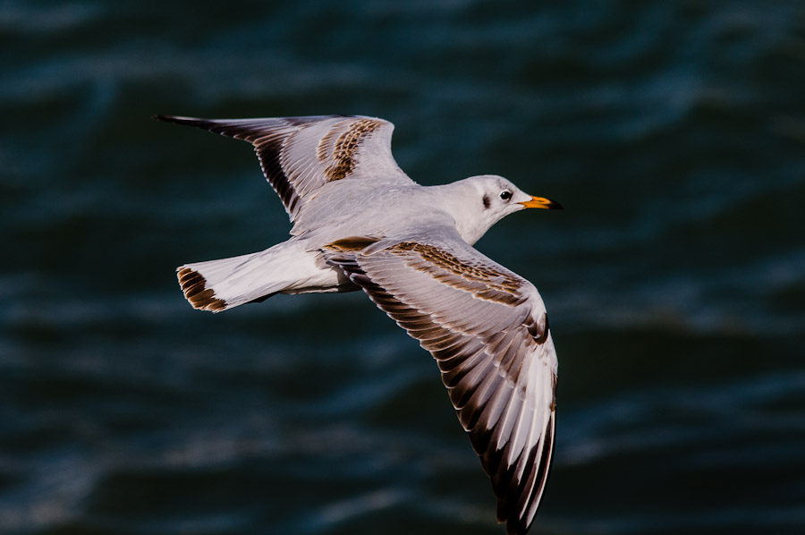 Nikon   Forum Möwe 1