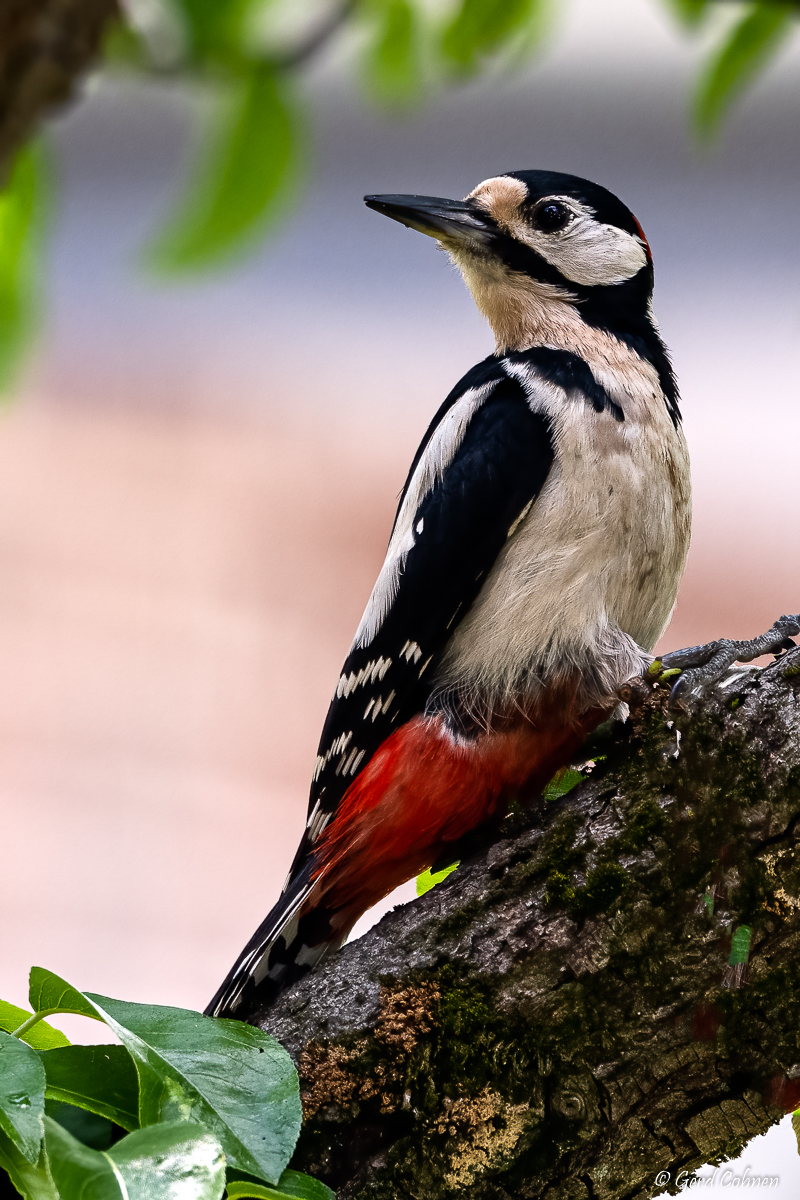 NIKON Z 7_2_2021_05_20_12_11_Z72_0721.jpg